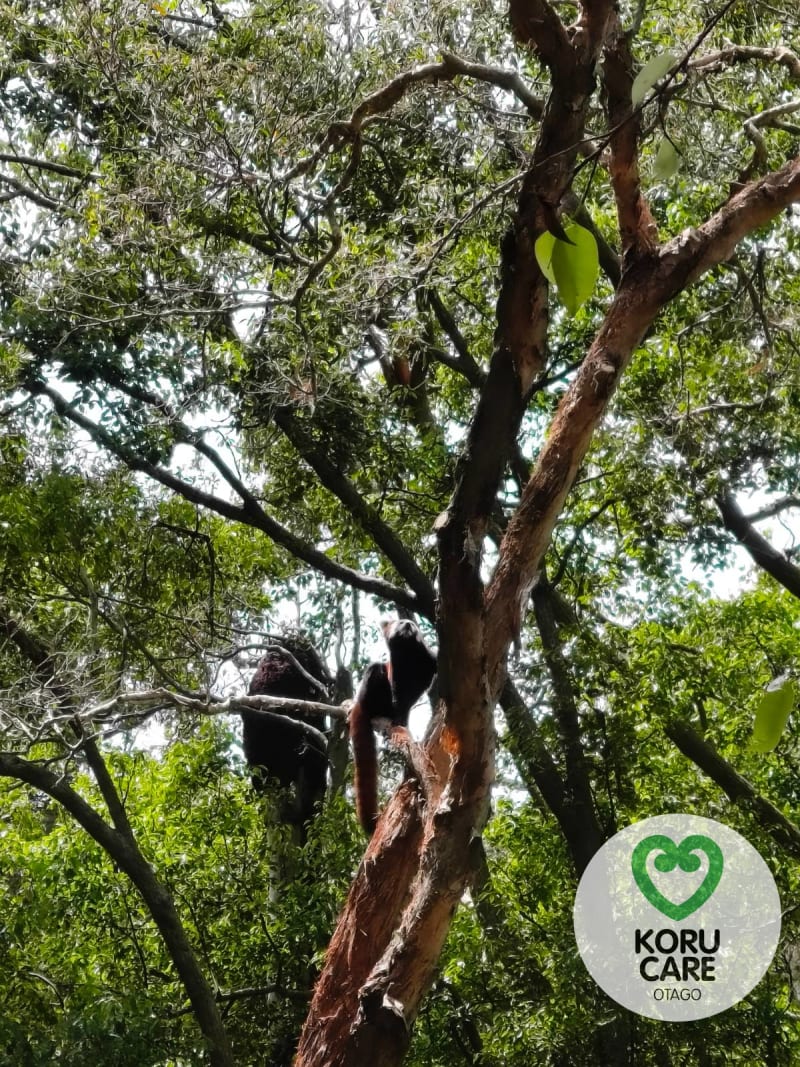 Koru Care Gallery Image