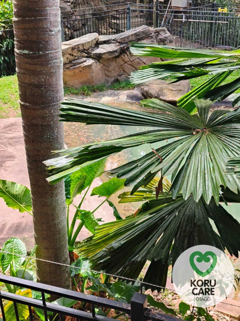Koru Care Gallery Image