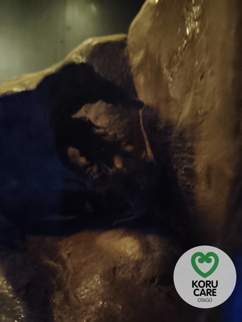 Koru Care Gallery Image