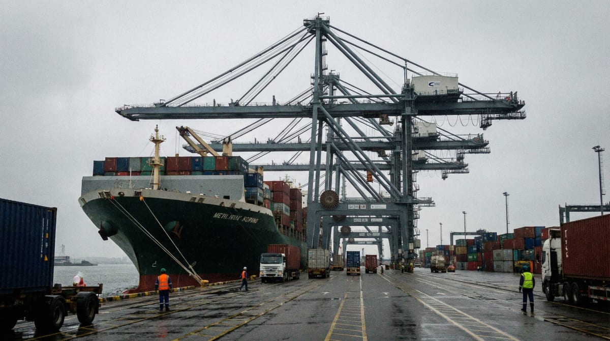 The Cattle Trade: How One Nation’s SA Surge Just Rewrote Federal Strategy