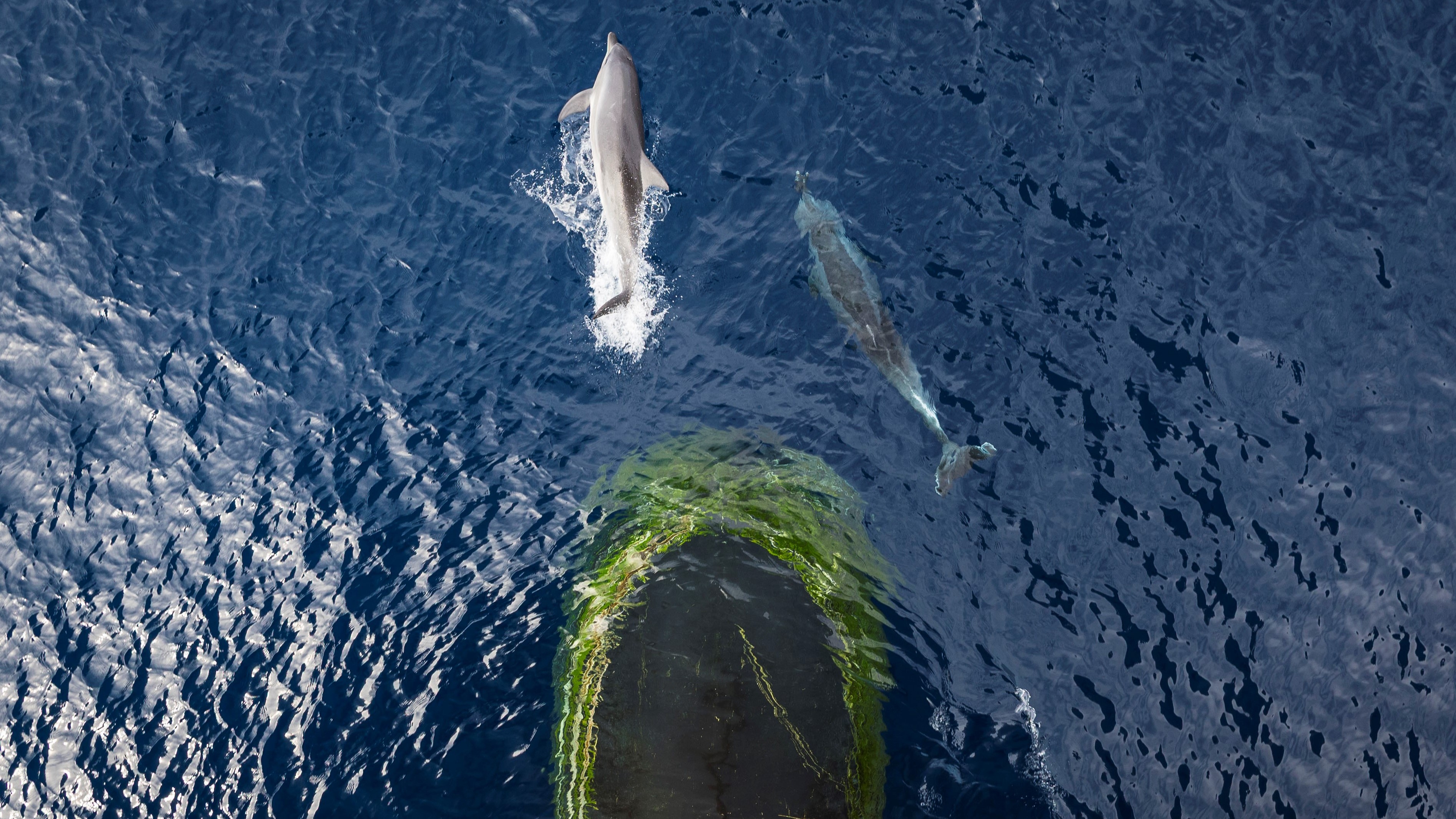 Two dolphins bow-riding alongside a naval vessel during Exercise Kakadu transit
