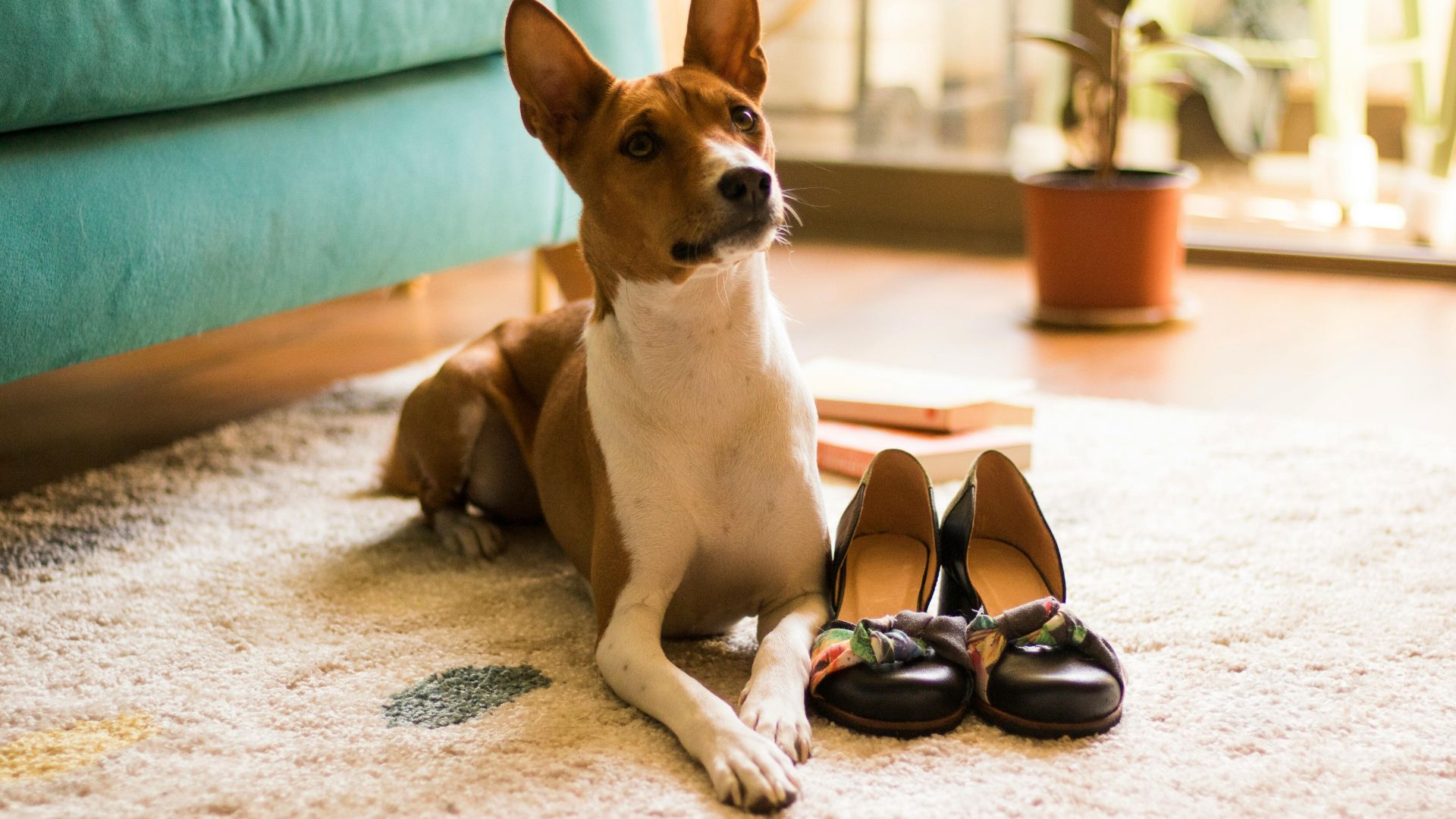 Pack Famille & Animaux : poils d'animaux + désodorisation + désinfection