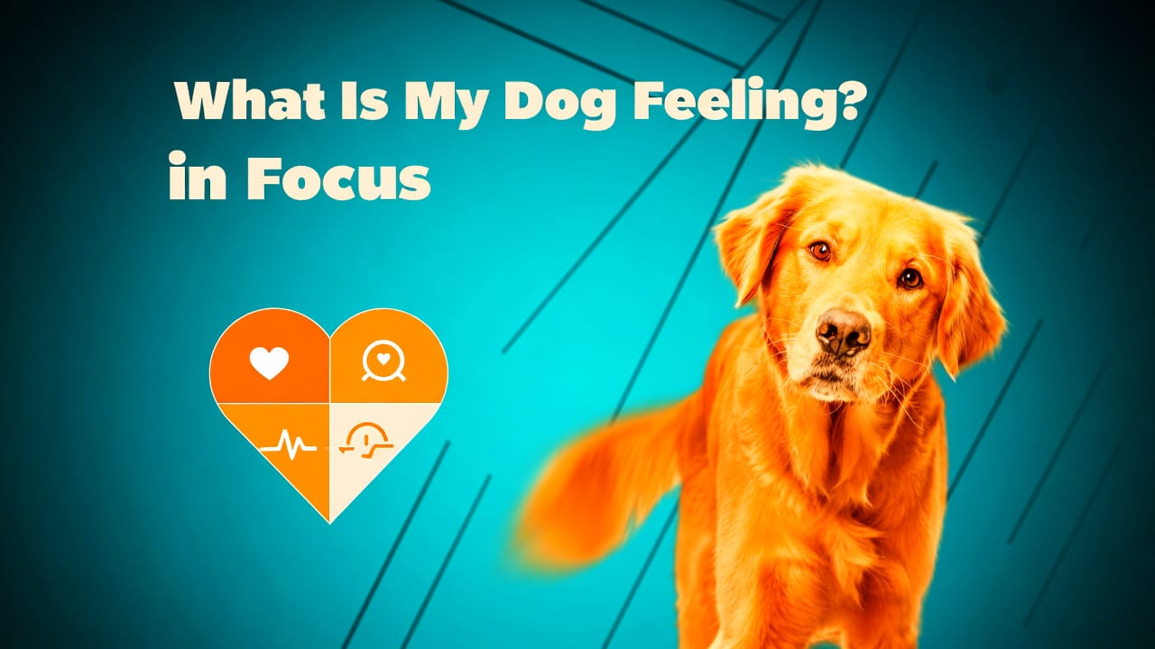 What Is My Dog Feeling? The Real-Time Answer Is Here in 2026 - what is my dog feeling