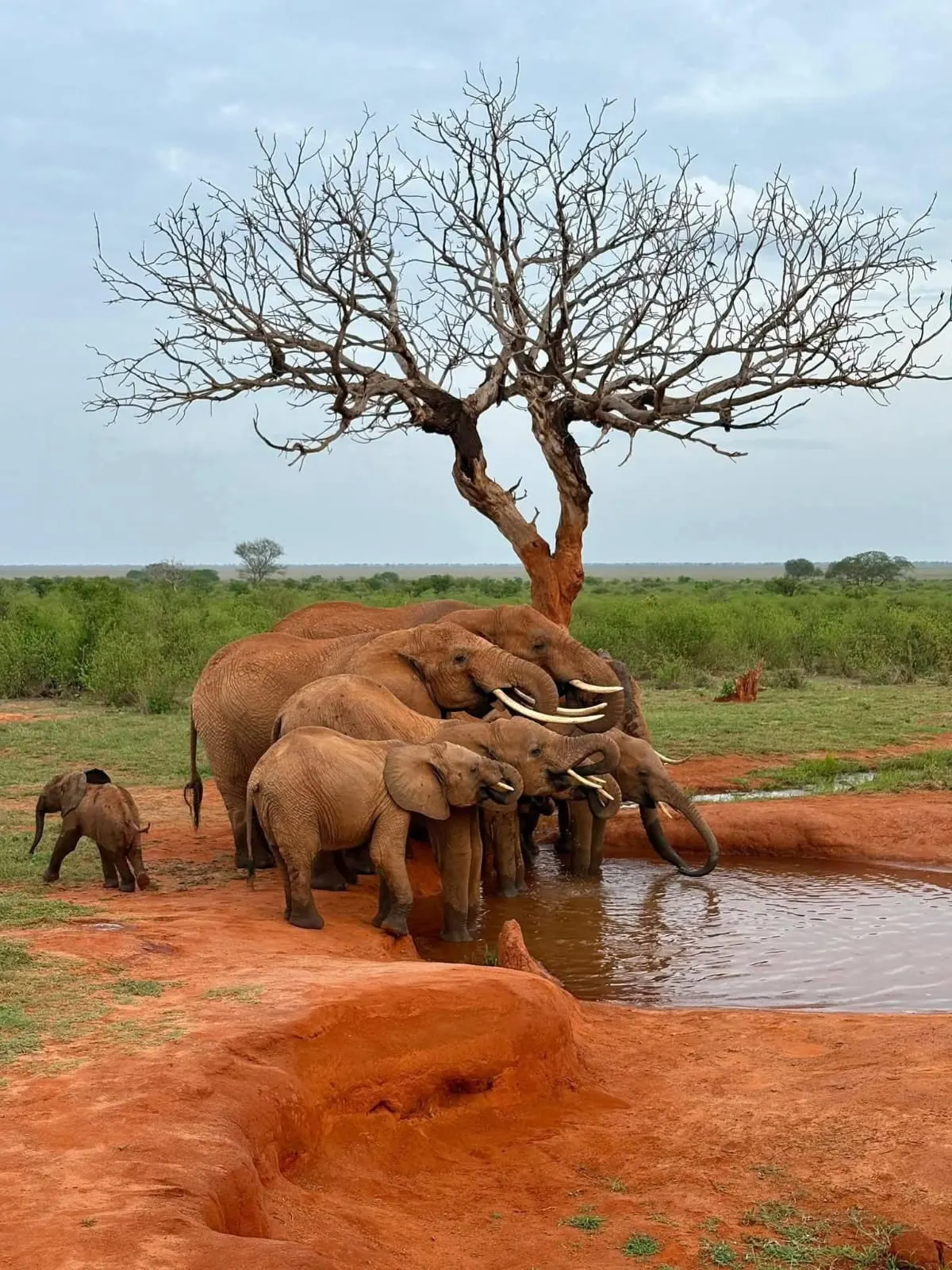 Elephants at Tsavo