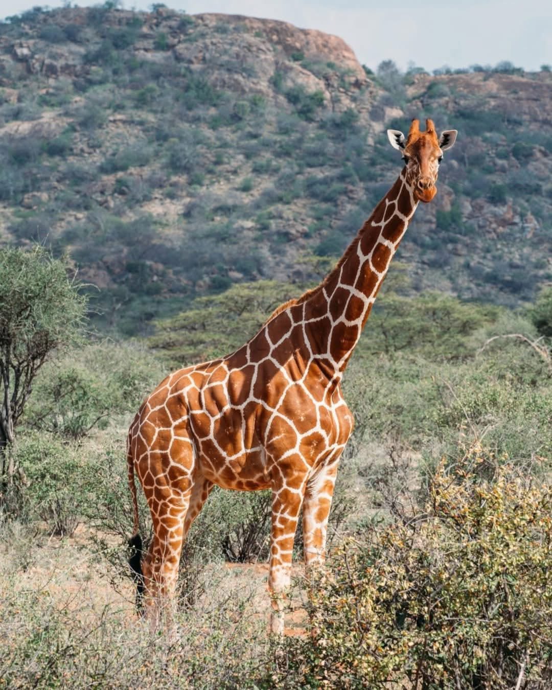 reticulated giraffe in Samburu
