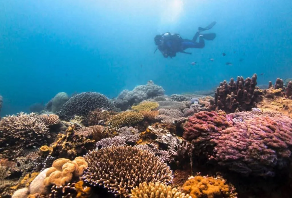 Snorkelling in Wasini