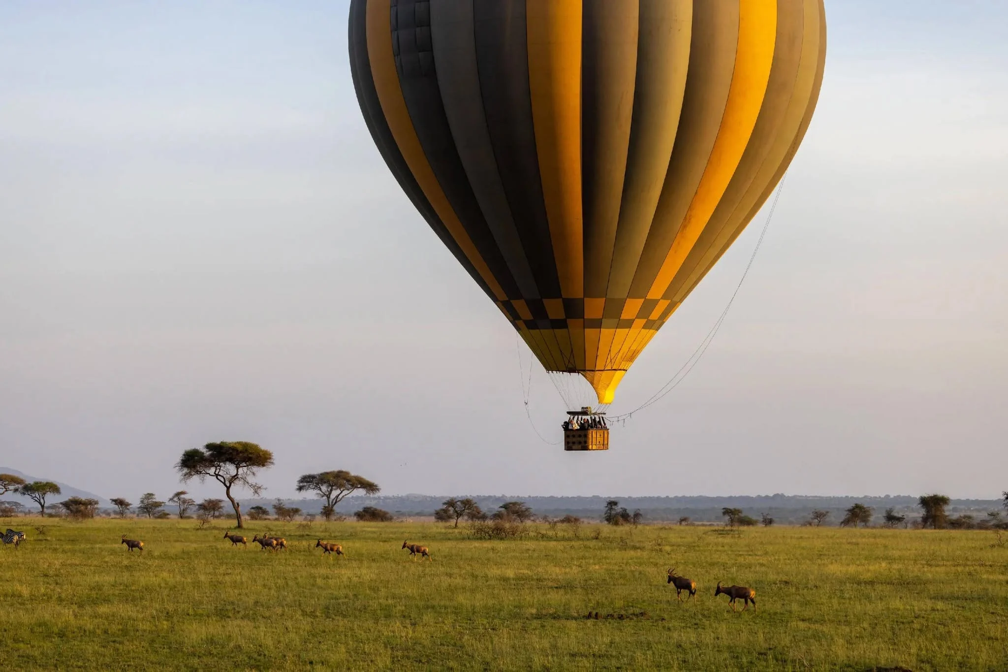hot_air_ballon_over_serengeti