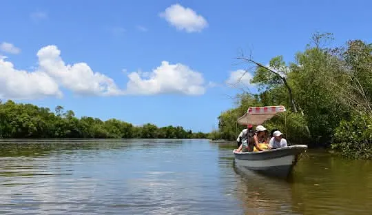 Mangrove forest boat ride