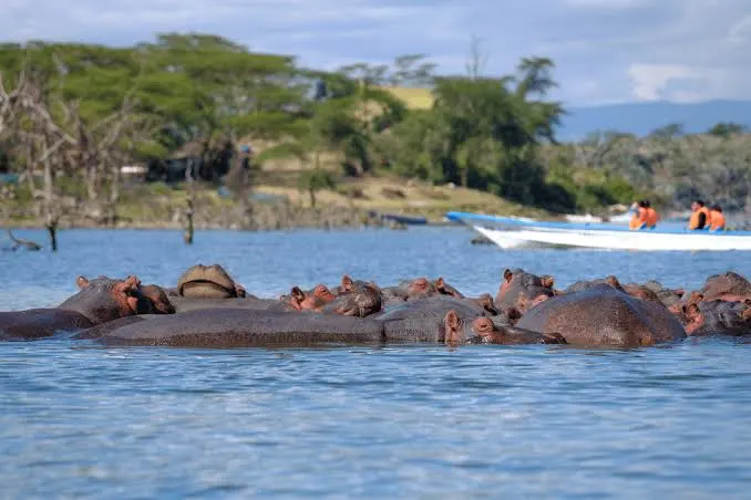 Boat ride on Lake Naivasha