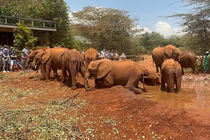 David_Sheldrick_Elephant_Orphanage