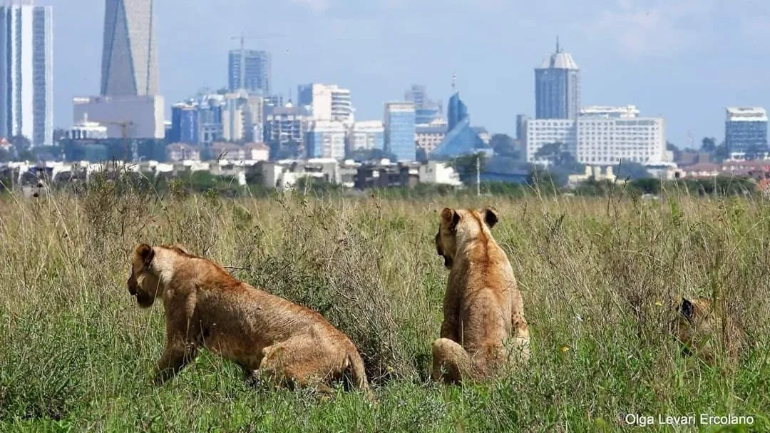 lions_nairobi_national_park_skyline