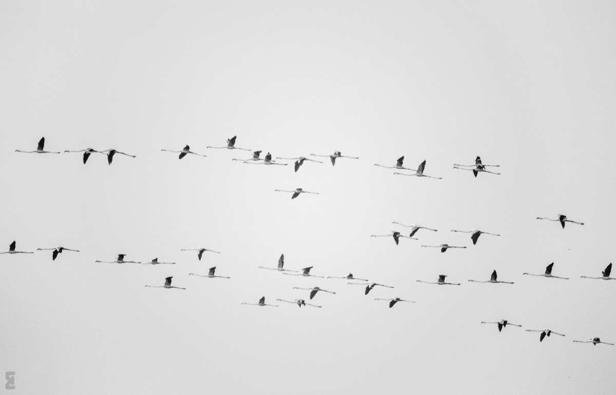 Birdwatching at Bhigwan - Flamingos and Moods of the Morning. Photography