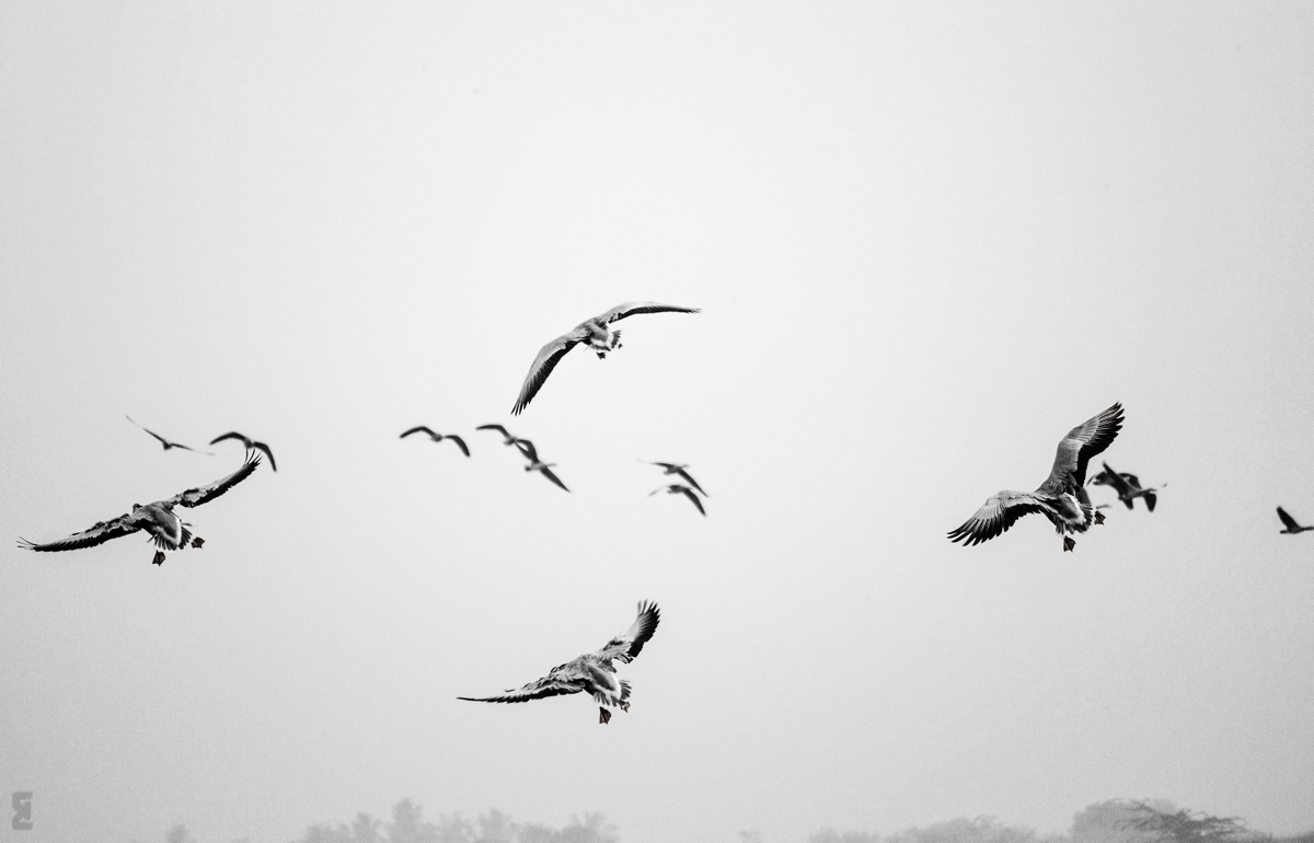 Birdwatching at Bhigwan - Flamingos and Moods of the Morning. Photography