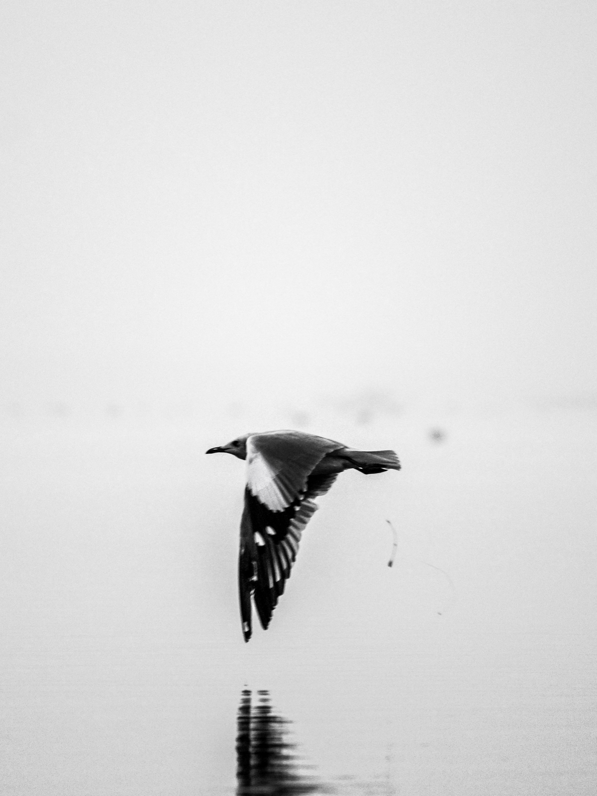 Birdwatching at Bhigwan - Flamingos and Moods of the Morning. Photography