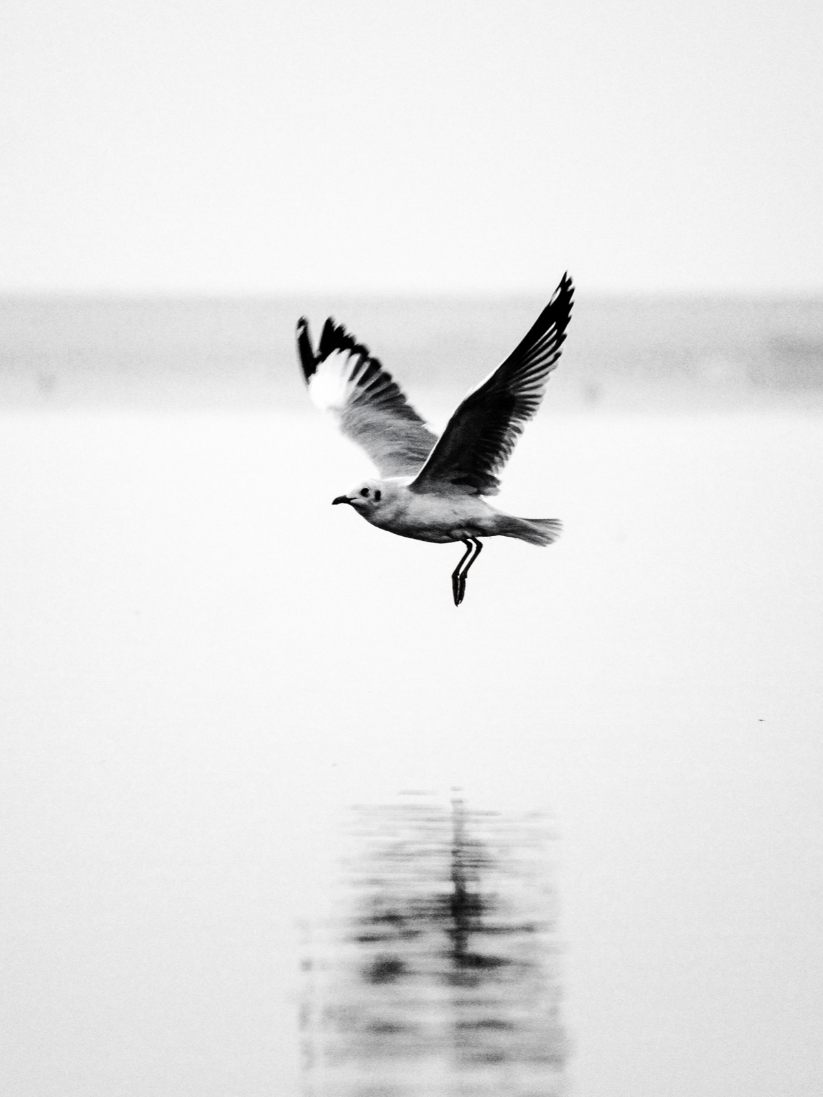 Birdwatching at Bhigwan - Flamingos and Moods of the Morning. Photography