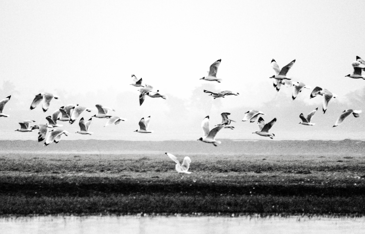 Birdwatching at Bhigwan - Flamingos and Moods of the Morning. Photography