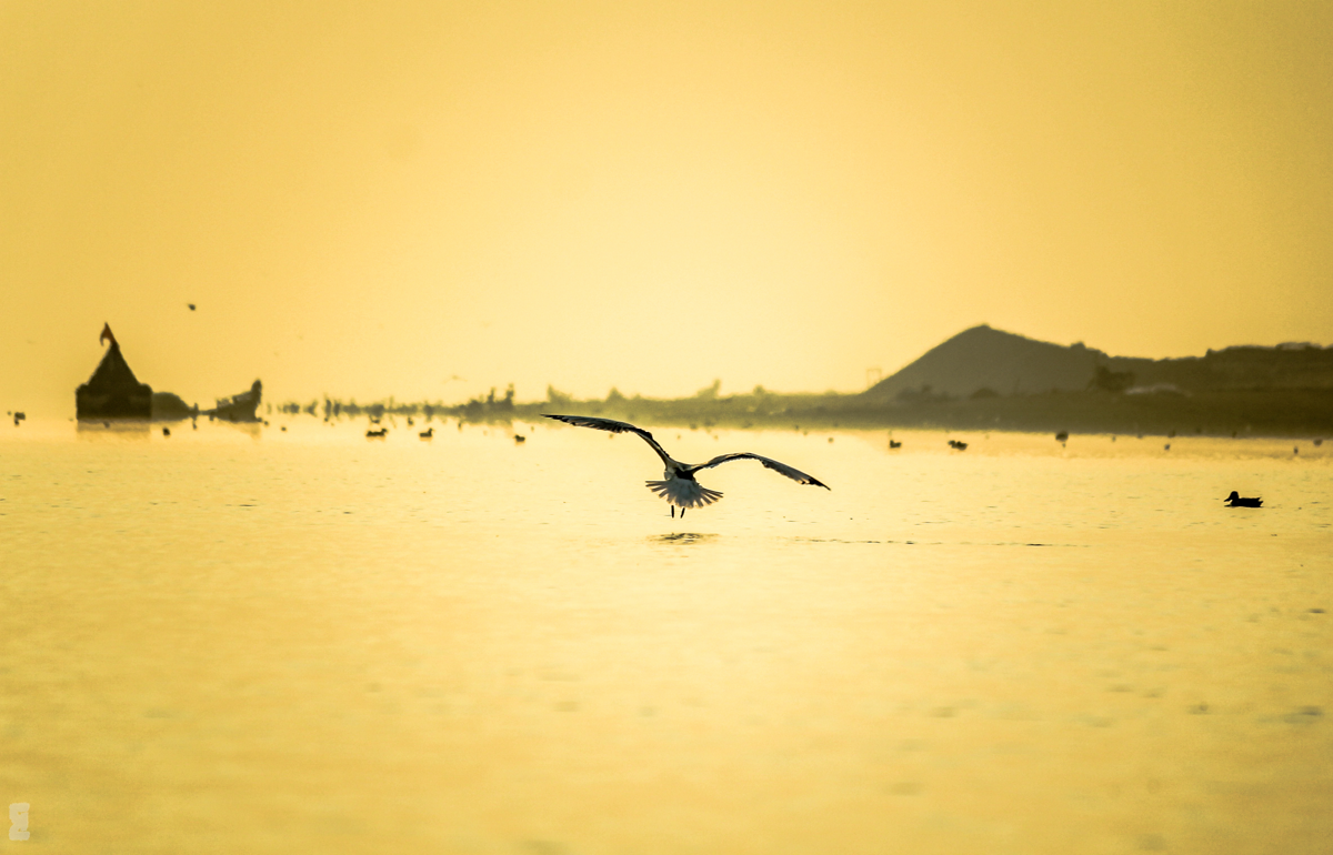 Birdwatching at Bhigwan - Flamingos and Moods of the Morning. Photography
