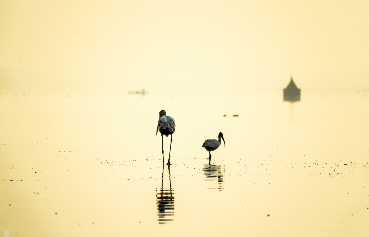 Birdwatching at Bhigwan - Flamingos and Moods of the Morning. Photography