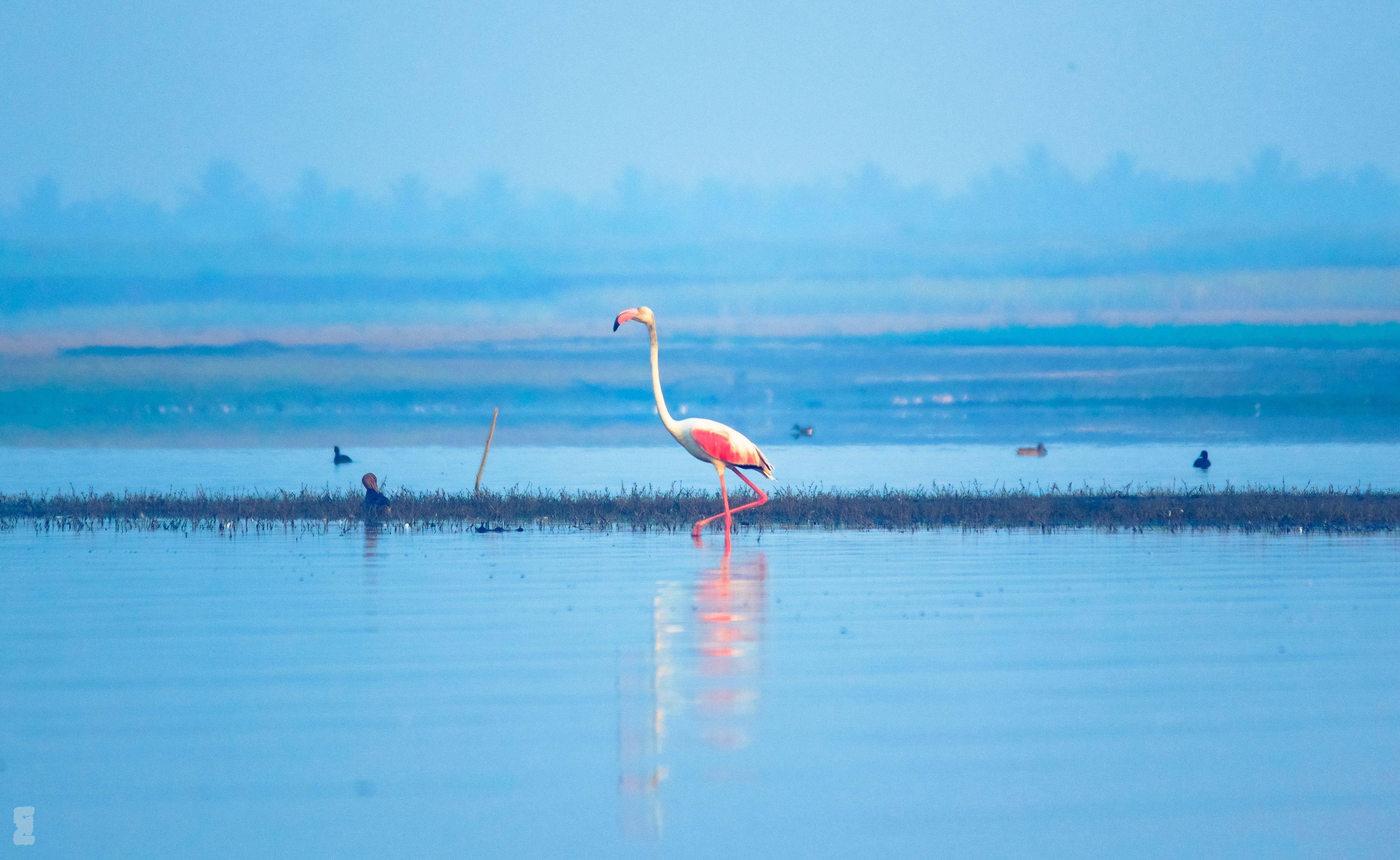Birdwatching at Bhigwan - Flamingos and Moods of the Morning. Photography