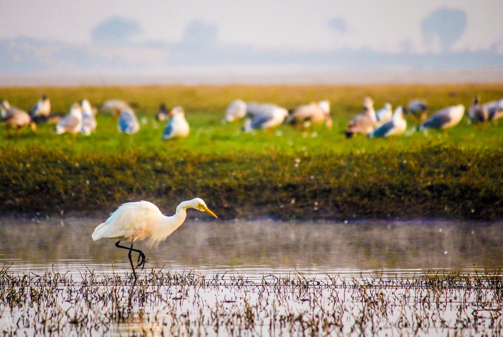 Birdwatching at Bhigwan - Flamingos and Moods of the Morning. Photography