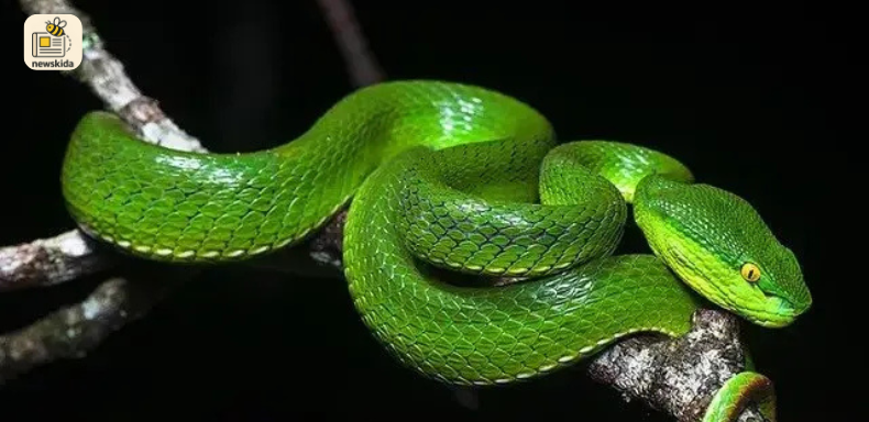 વિશ્વ સાપ દિન