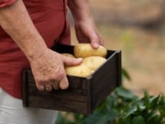 Четыре копеечных удобрения, которые дадут потрясающий урожай