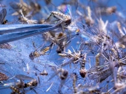 В России обнаружили 47 новых вирусов у комаров