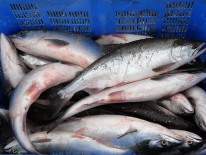 Контроль за качеством рыбы и морепродуктов в Магадане