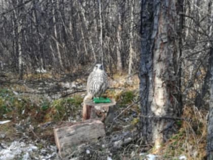 В Магаданской области осуждена группа лиц за незаконную добычу «краснокнижного» кречета