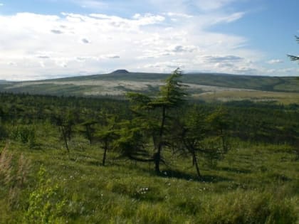Магаданская область на четверть увеличила доходы от использования лесов