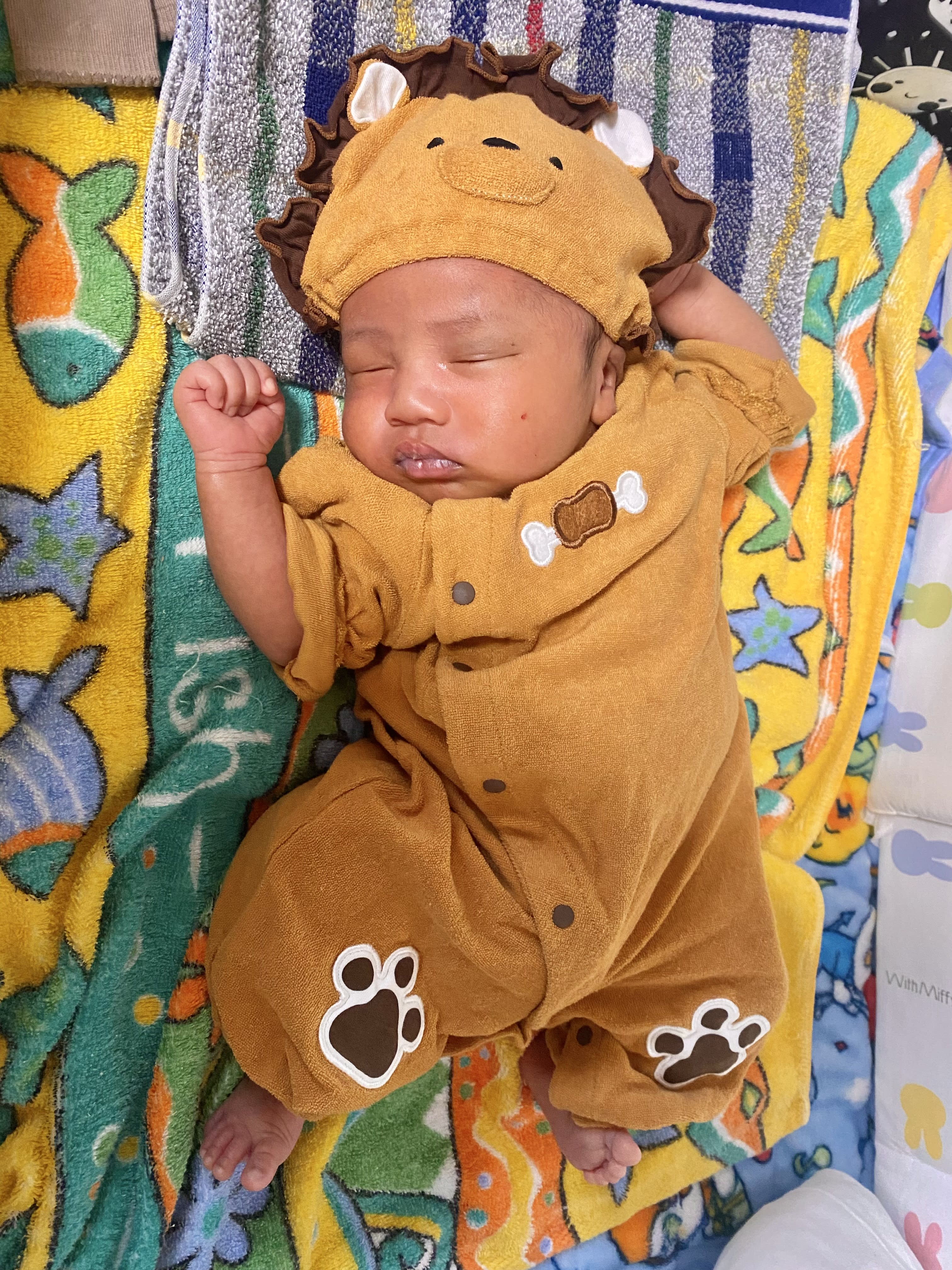 Sleeping lion