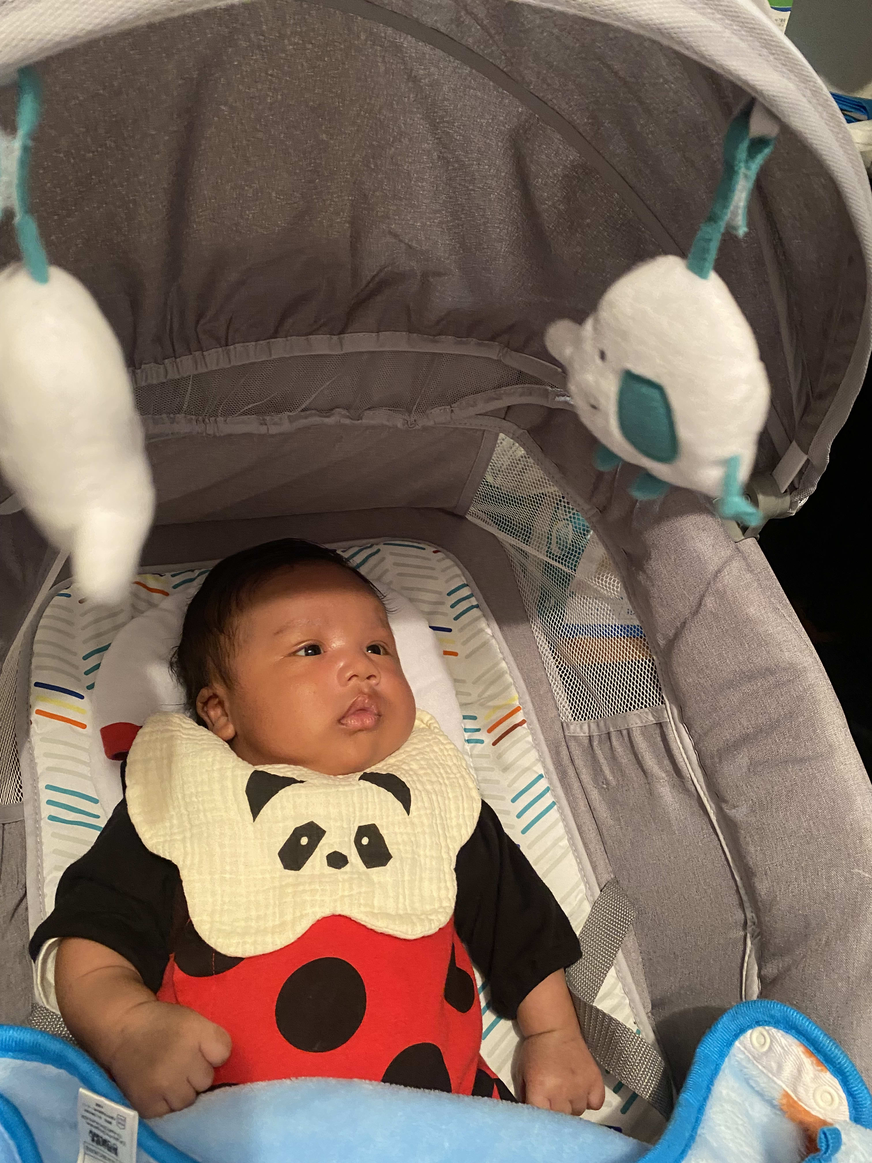 He's staring at the elephant!