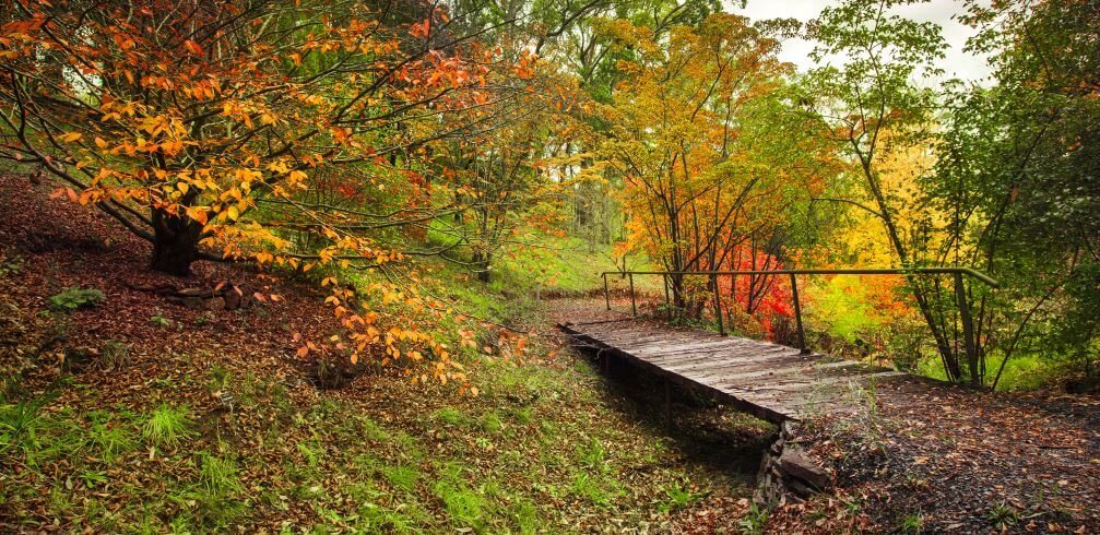 Autumn garden pathway with wooden bridge surrounded by colorful fall foliage
