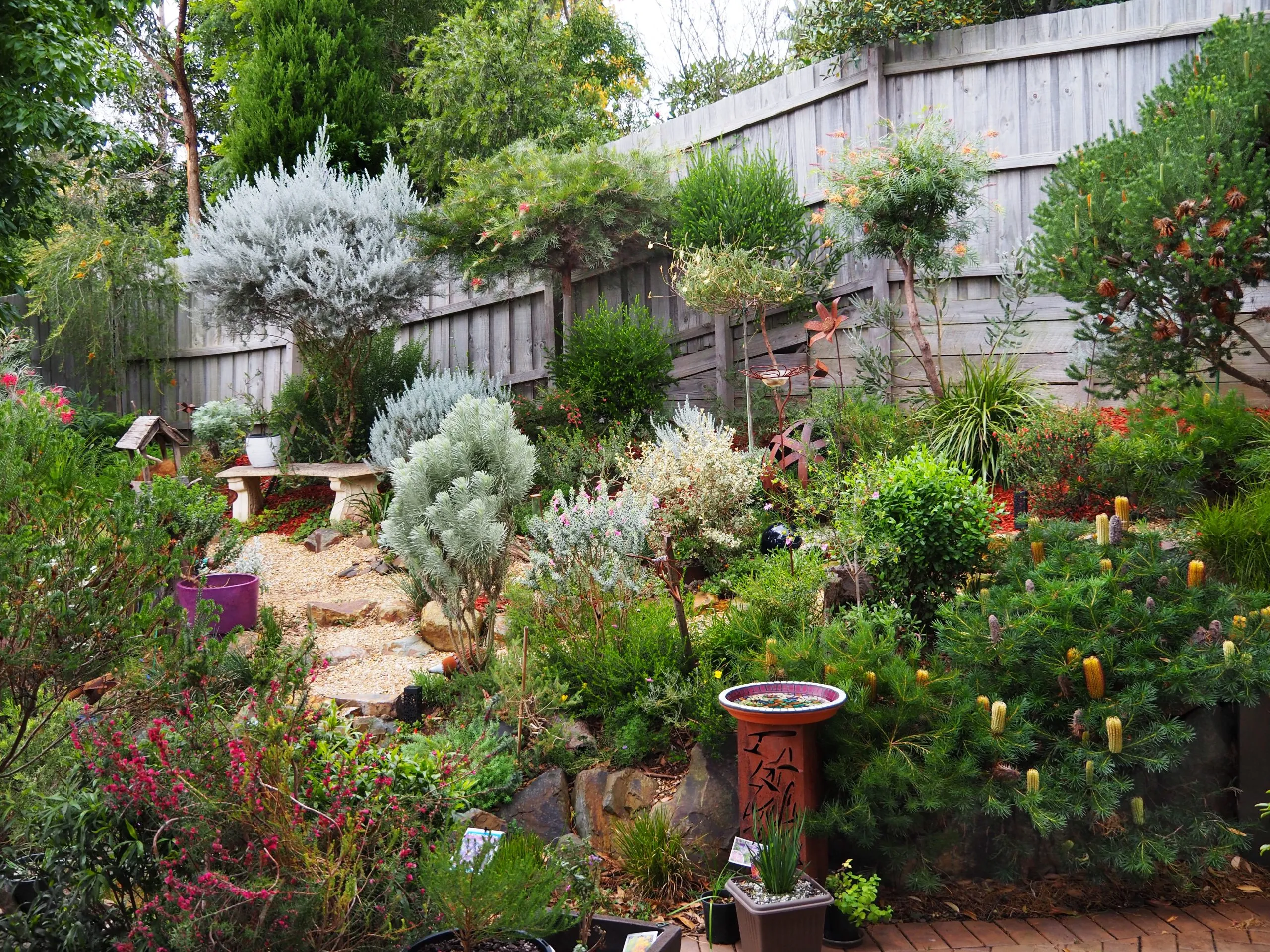 Native Australian garden with kangaroo paw and banksia