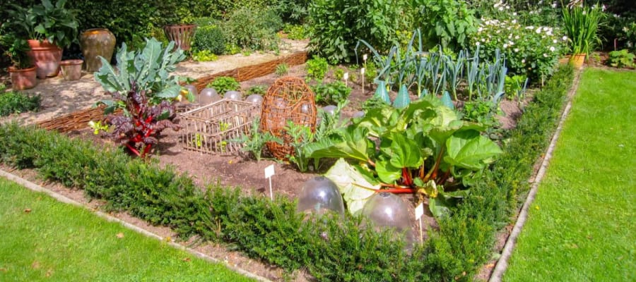 Vegetable garden with raised beds and fresh produce