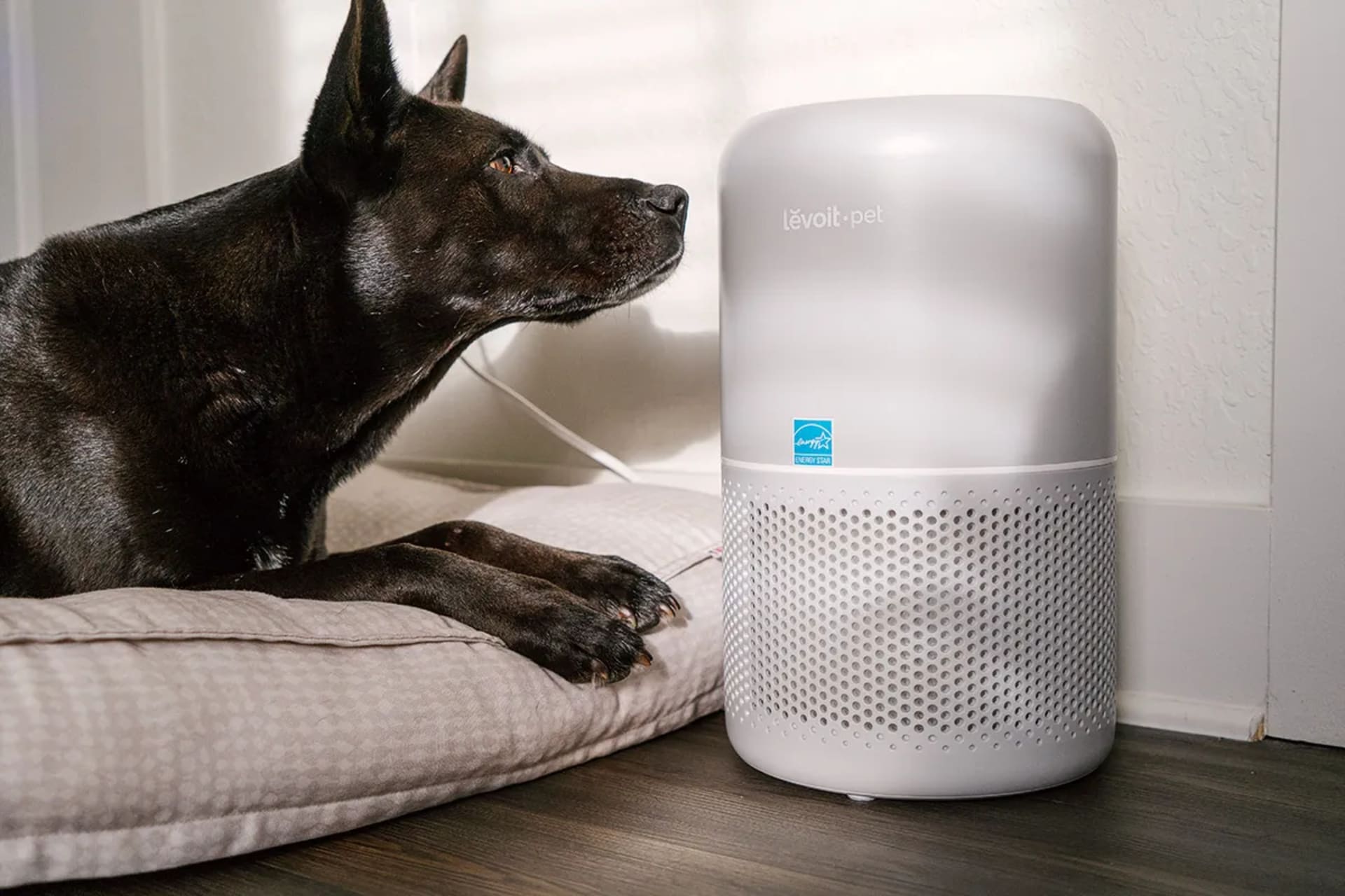 A dark-furred dog resting next to a Levoit Pet air purifier