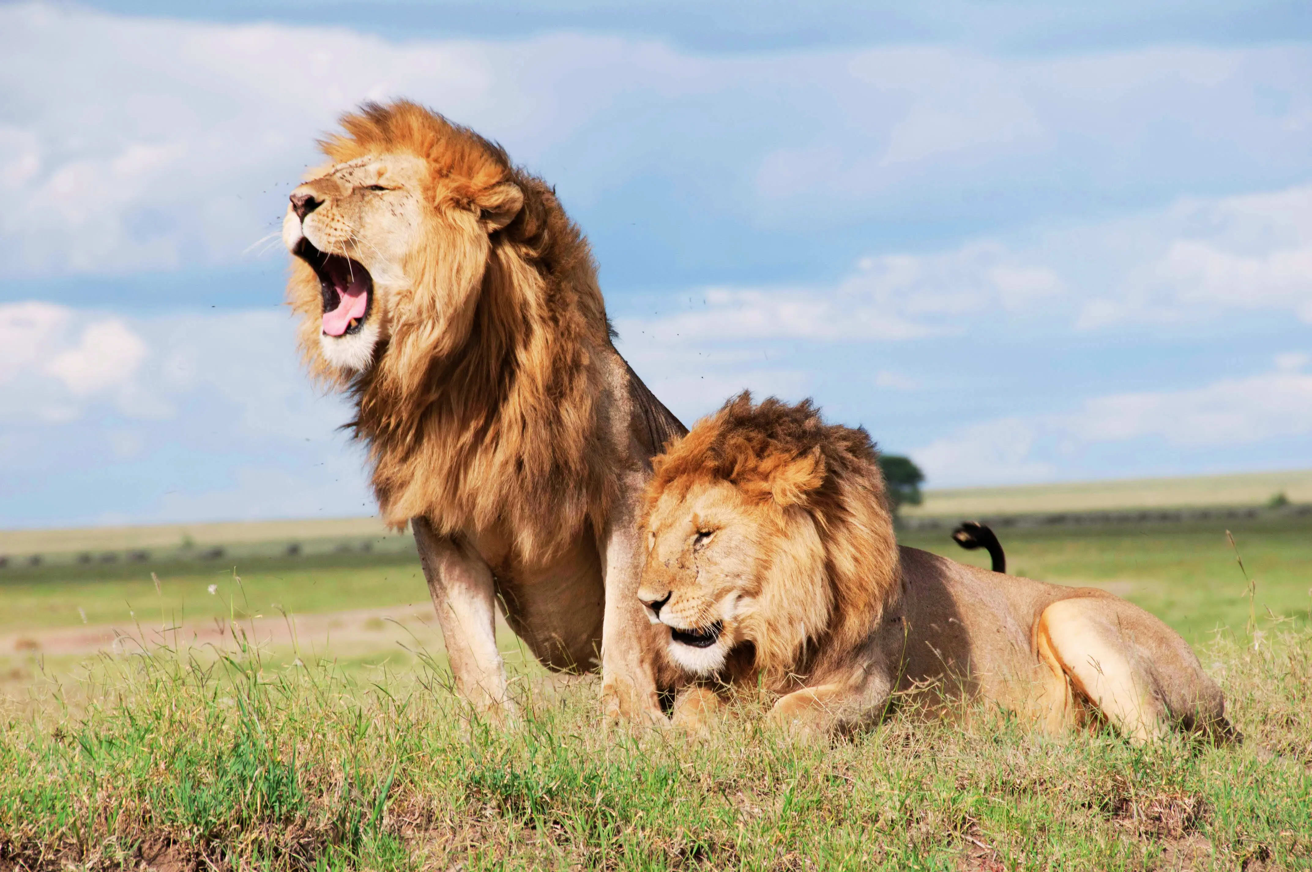 Maasai Mara