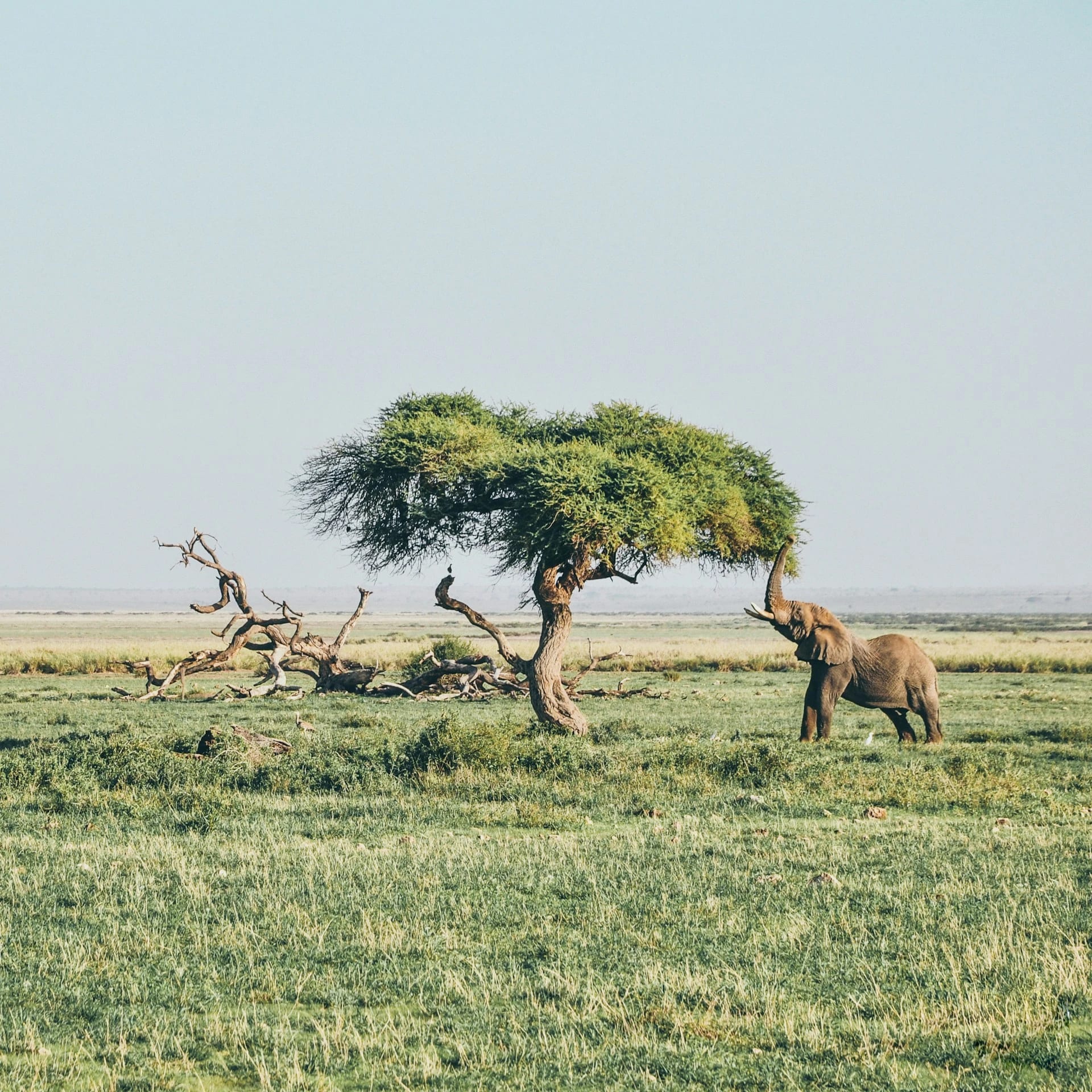 Amboseli