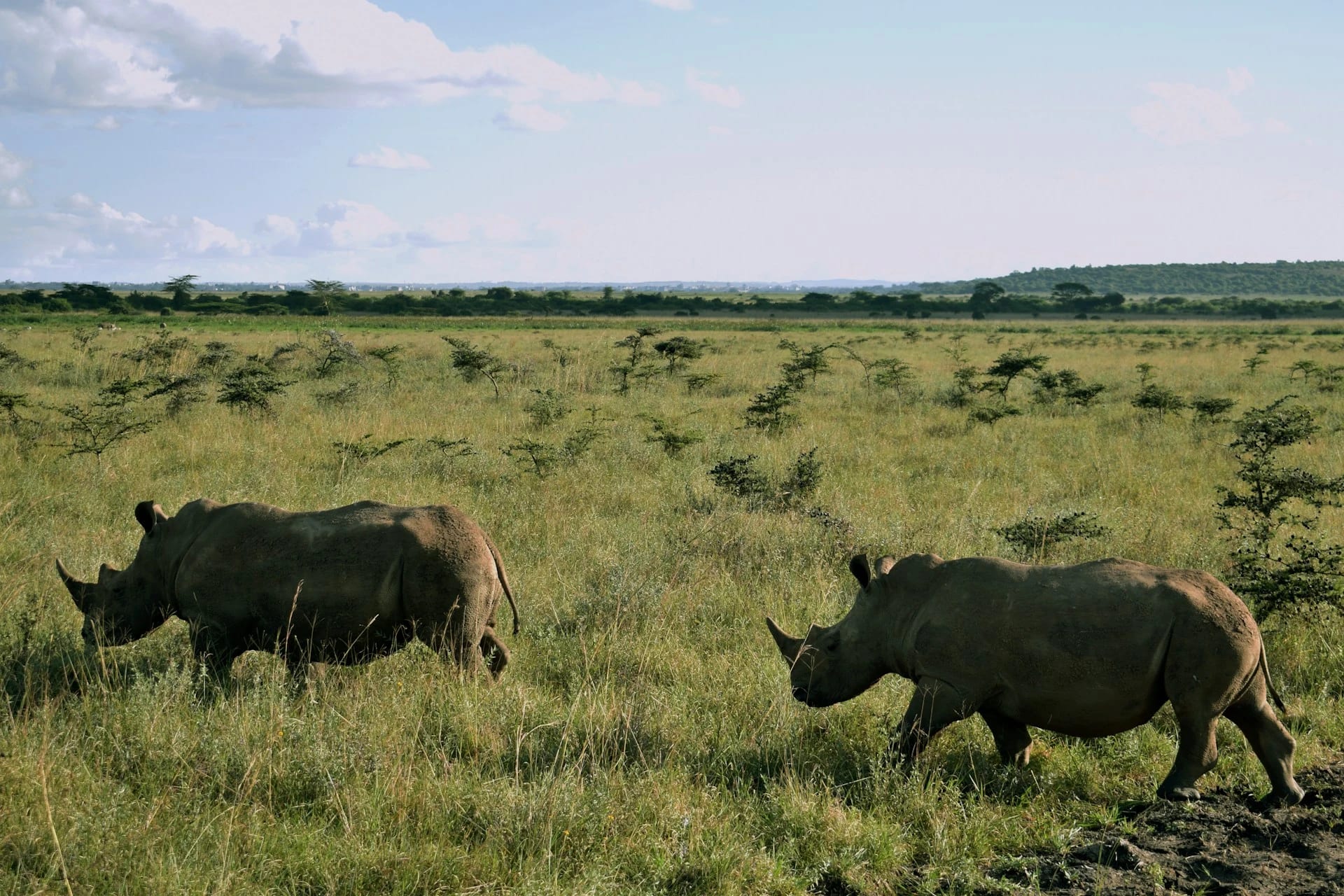 Nairobi National Park