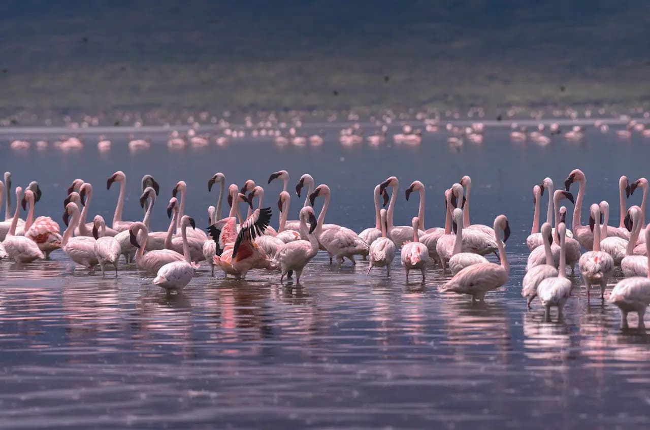 Lake Nakuru
