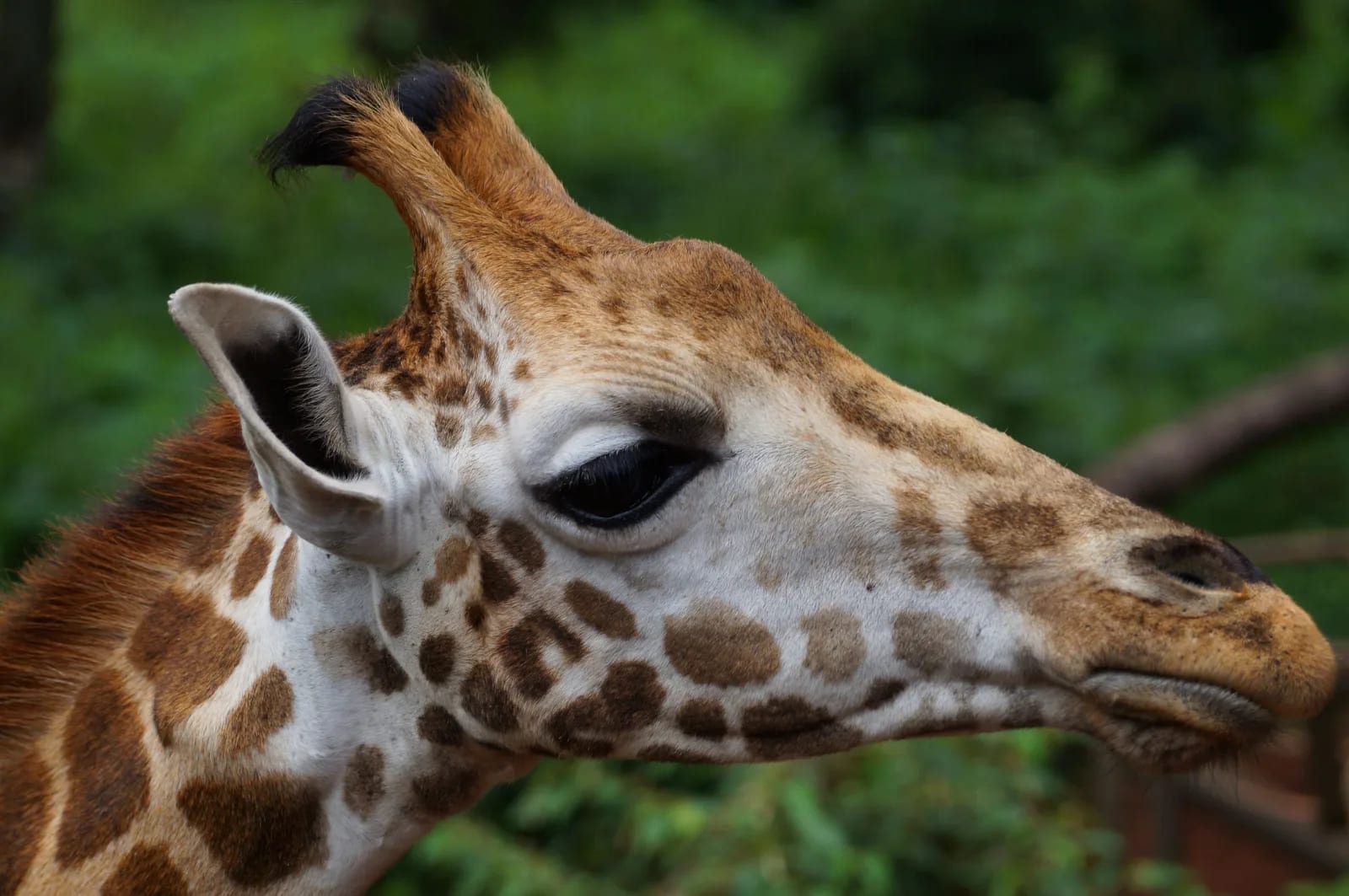 Giraffe Centre & Sheldrick Elephant Experience – Nairobi