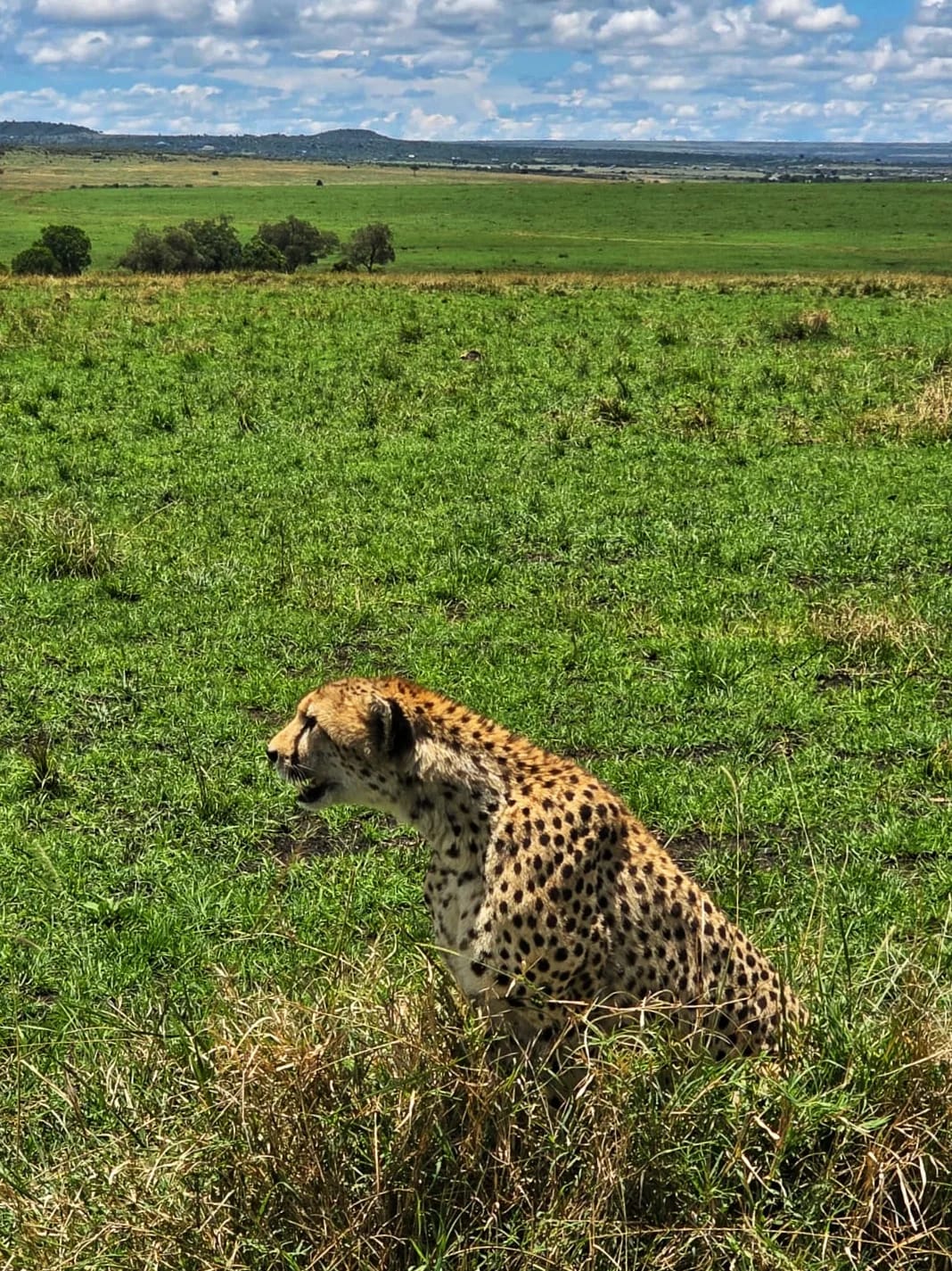 2-Day Masai Mara Budget Private Safari