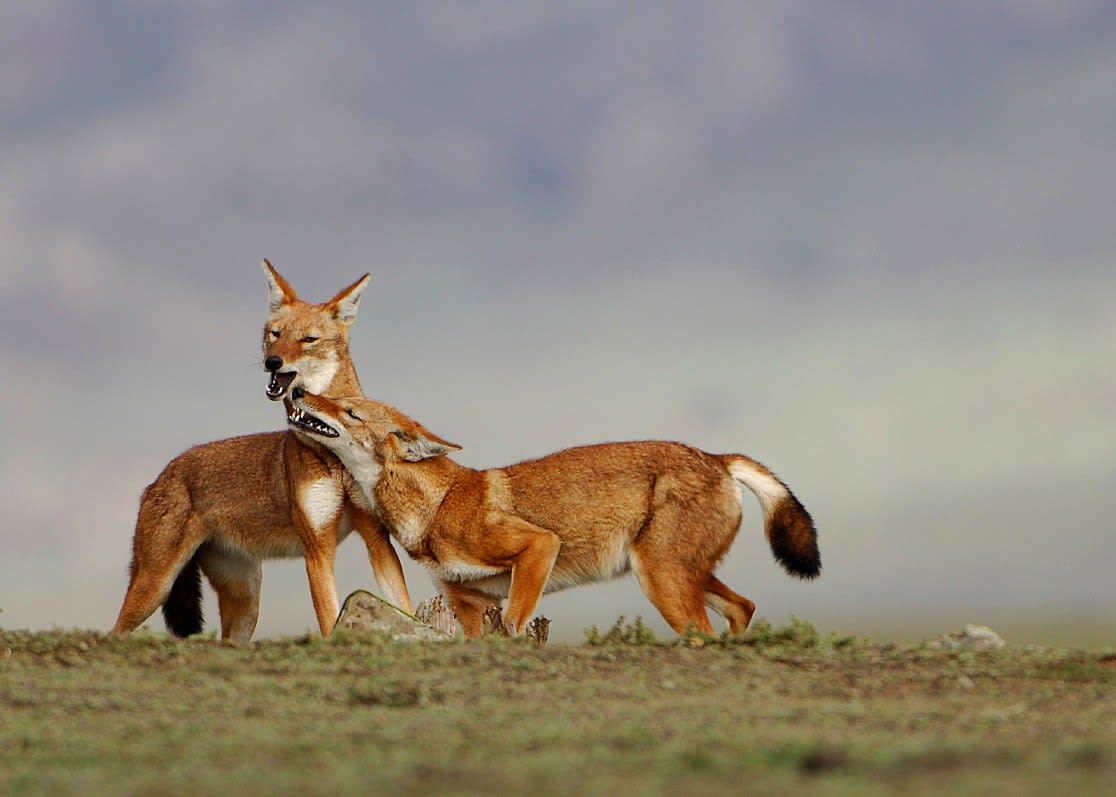 Bale Mountains National Park – 4-Day Ethiopia Tour