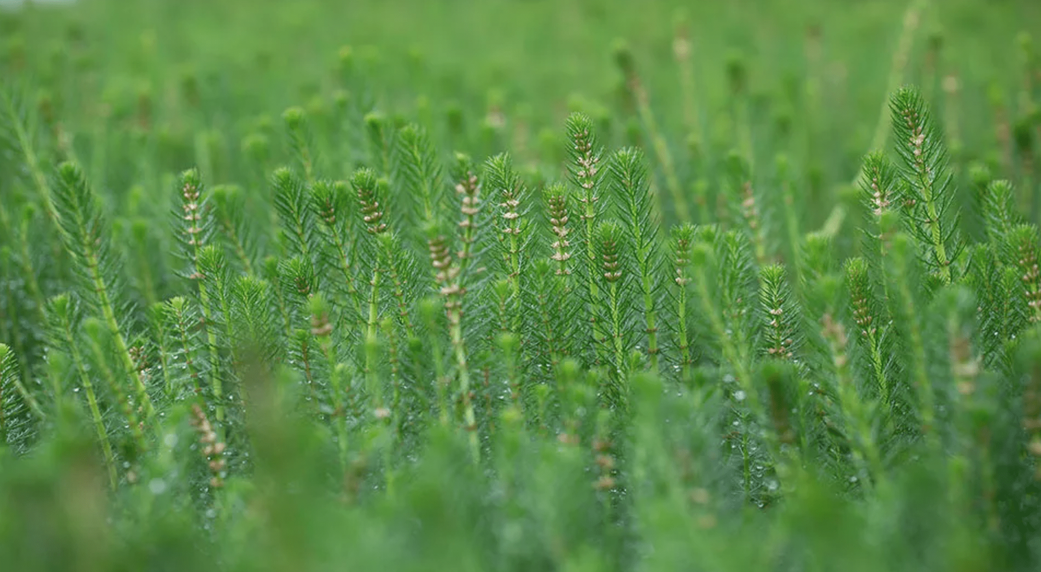 The social benefits delivered through landscapes