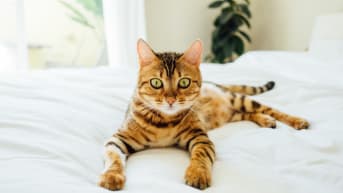 Moving Into An Apartment With Pets Here S How To Keep Them Safe And Happy Urban