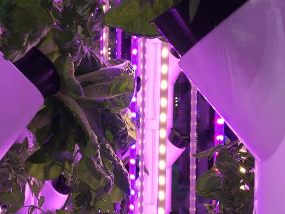 Inverticubes can be installed in basements and disused car parking spaces while Invertiwalls are best suited for foyers and other communal indoor areas. High-yield produce gardens with next-to-no maintenance are set to enhance apartment living in Australia