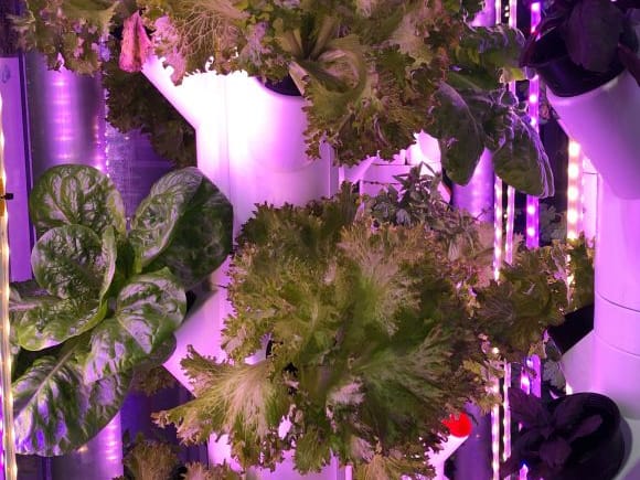 Inverticube lettuce crops High-yield produce gardens with next-to-no maintenance are set to enhance apartment living in Australia