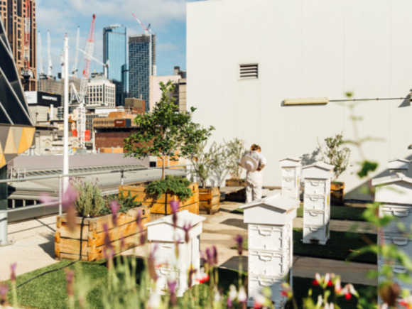 Melbourne City Rooftop honey hives in action above the busy city streets. Credit: The Urban List Plan Bee: everything you need to know about urban beekeeping