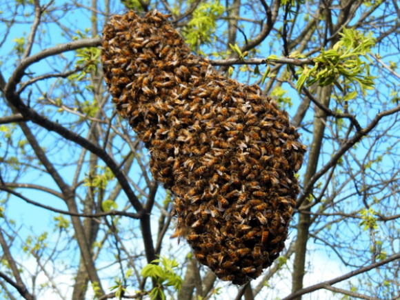 Swarm in tree – Image Credit: Peace Bee Farm Plan Bee: everything you need to know about urban beekeeping