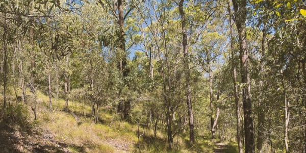 How urban bushland improves our health and why planners n...